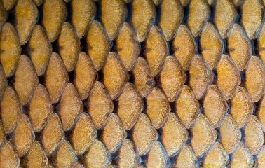 fish scales texture © Photocrea