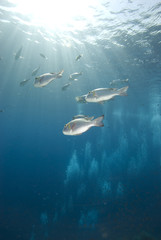 Obraz premium Tropical fish and sunrays