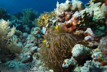 Naklejka na ściany i meble Red sea anemonefish (amphiprion bicinctus)