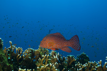 Fototapeta premium Vibrant coloured tropical fish