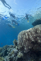 Fototapeta na wymiar Snorkelers and coral reef