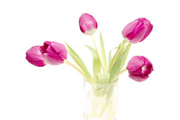 the fresh purple tulips isolated on white
