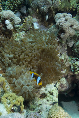 Fototapeta na wymiar Red sea anemonefish (amphiprion bicinctus)