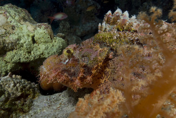 Fototapeta na wymiar Bearded scorpionfish (scorpaenopsis barbata)