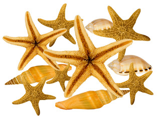 Fototapeta na wymiar beautiful collection of sea shells