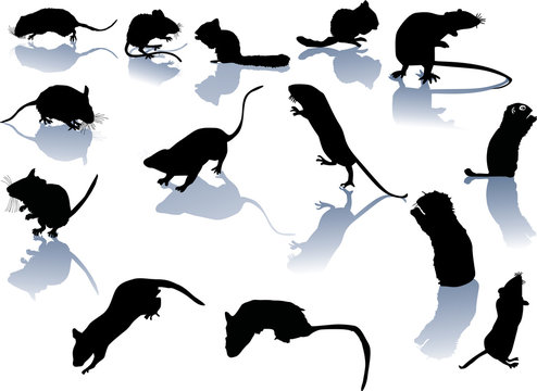 fourteen rodent silhouettes