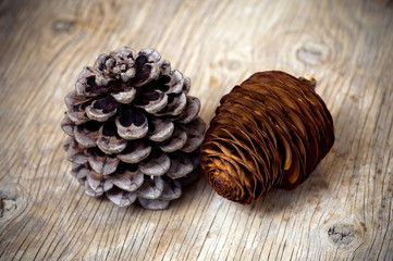 Pine and Cedar cones