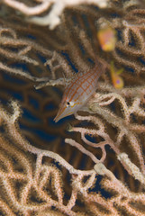 Longnose hawkfish (oxycirrhites typus)