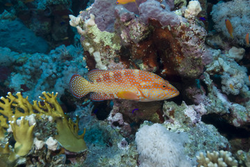 Fototapeta na wymiar Vibrant red tropical fish
