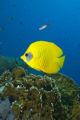 Fototapeta na wymiar Vibrant yellow tropical fish