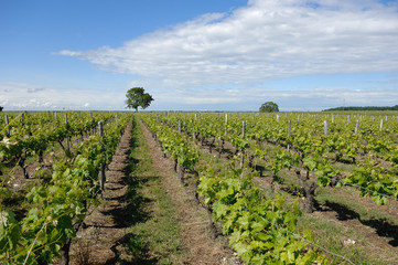 Fototapeta na wymiar rzędy winorośli w Cognac