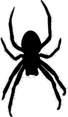 Spinne