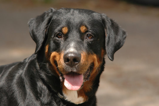 Rottweiler