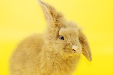 Hase