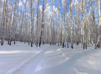 Naklejka premium Birch forest. Winter serenity