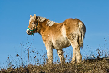 cheval 3