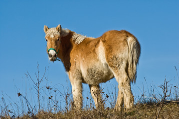 cheval 2