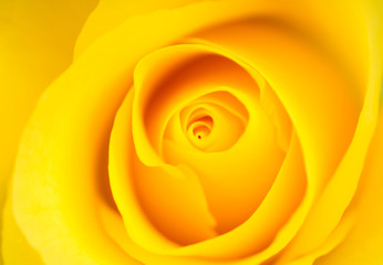 Yellow Rose background