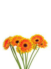 Gerber flowers isolated on white