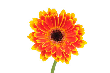 Gerber flower isolated on white