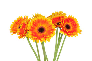 Gerber flowers isolated on white