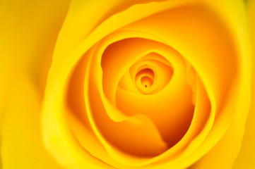 Yellow Rose background