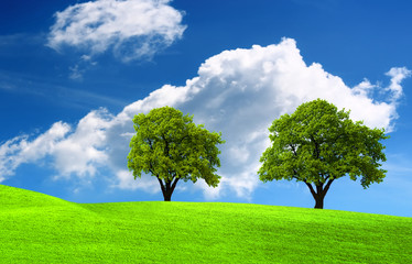 Fototapeta na wymiar Two green oak tree on green field