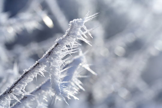 Winterzweige