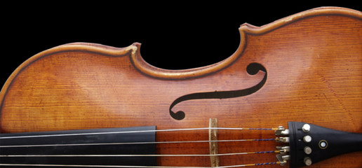 Viola