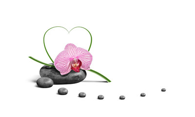 Orchidee 22551