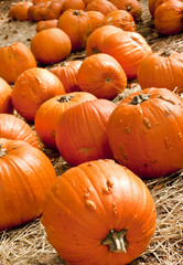 Pumpkins for Sale