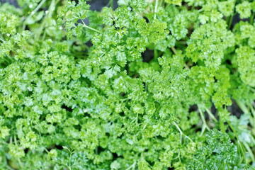 New green parsley with water drops