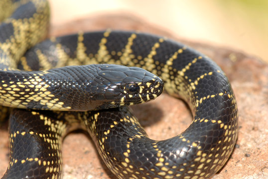 Lampropeltis getula splendida