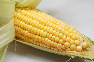 peeled raw sweet corn with white background