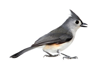 Bird Isolated On White