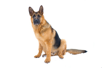 Dog