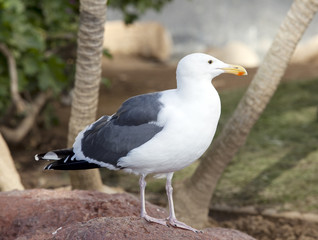 Seagull