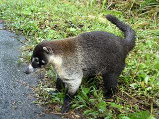 coati