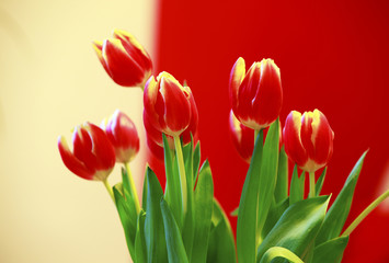 rote Tulpen im Wohnzimmer