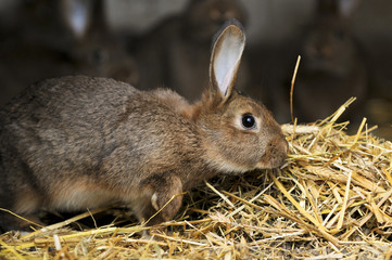 Junges Kaninchen im Stall