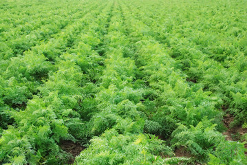 Naklejka premium Carrots field