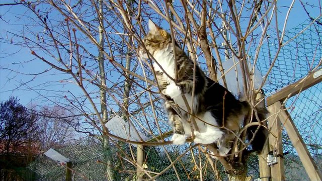 Maine coon dans un arbre, en hiver