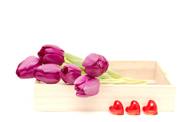the fresh purple tulips isolated on white