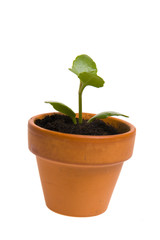 seedling in flowerpot