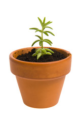 seedling in flowerpot