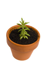 seedling in flowerpot