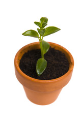 seedling in flowerpot