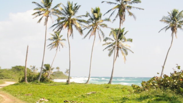palm trees in breeze deserted beach corn island nicaragua