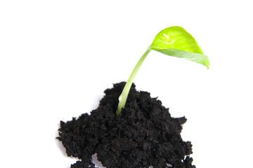 seedling isolated on white