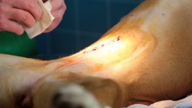 compresses sur les points de suture